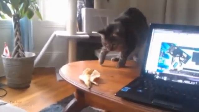 Мега смешные приколы с кошками смотреть онлайн