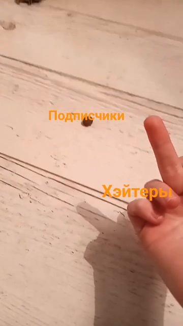 юм вас любит подписчики ❤️#сибаину #собака #актив юм смотреть онлайн
