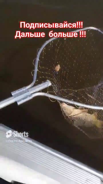 Рыбалка в Астрахани.Золотой сазан.#рыбалка#кайф #fishing#о