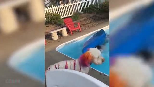 Я РЖАЛ ДО СЛЕЗ... Смешные видео 2020 неудачные падения в воду, подборка Приколы над людьми смотреть онлайн