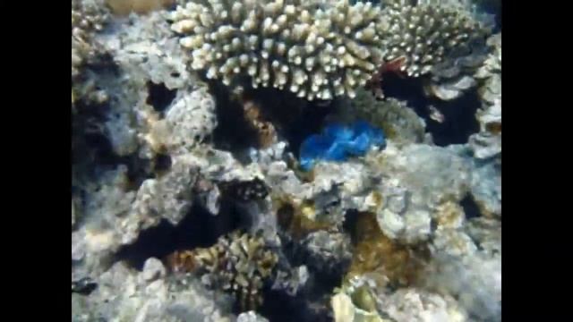 Beach Albatros Sharm 4* Красное море, Шарм-эль-Шейх смотреть онлайн