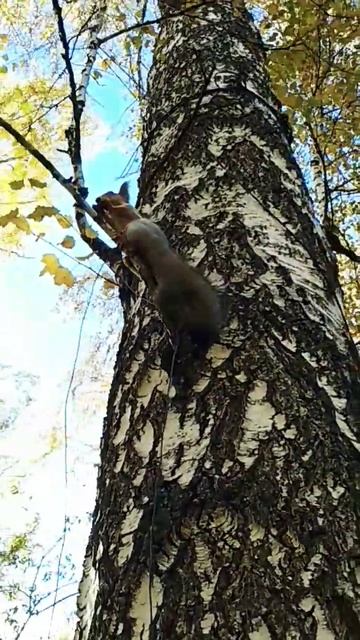 Белочка ест на берёзе#nature#animals#белка#squirrel#осень#парк смотреть онлайн