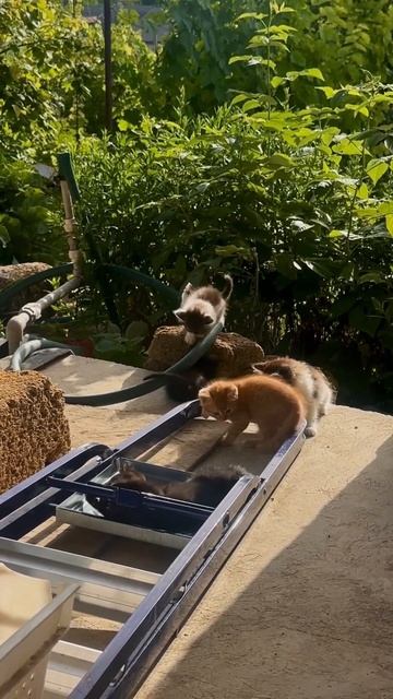 Что может быть лучше мест, окутанных тишиной. Природно смотреть онлайн