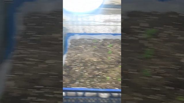 Январская высадка малины , ежевики , обзор. смотреть онлайн