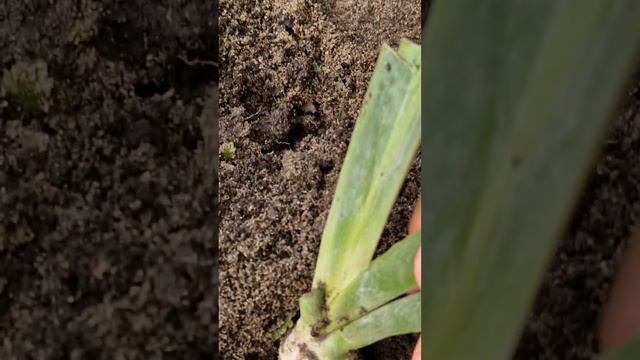 Почему ирисы не цветут? Ошибки посадки. #flovers смотреть онлайн