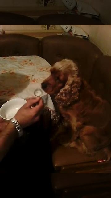 Спаниель ест суп ложкой смотреть онлайн