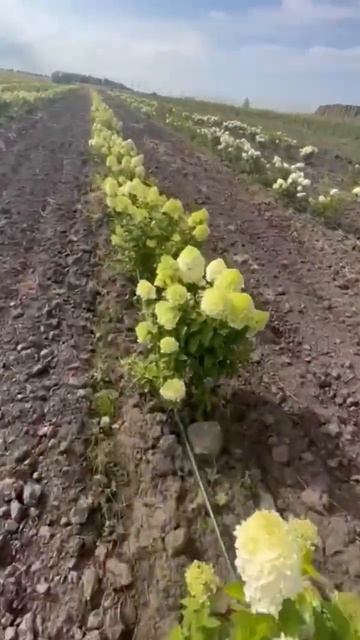 Приживаемость гортензий =100%✅🌿