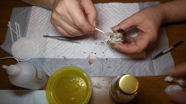 Помогаем птенчику покинуть яйцо! Реанимация на перепелиной ферме"Лунатики" со счастливым концом! смотреть онлайн