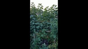 Чудо трава Перилла, китайский базилик, в огороде, кухн?