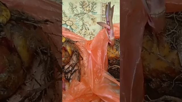 Увидела древовидные лилии жёлтого цвета...приобрела ... смотреть онлайн