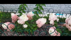 Строубери блоссом. Одна из самых красивых гортензий м?