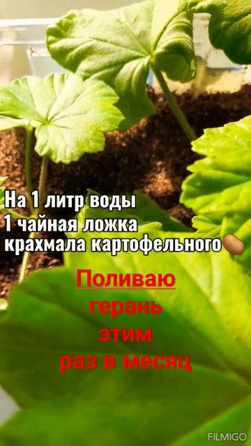 🥔✅Подкормка для герани и других цветов#цветы всегда# смотреть онлайн