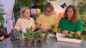 Сажаем гнездовой антуриум, адаптируем клоны