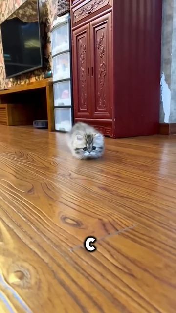 Самая необычная порода кошек! 😻 Коротколапый манчкин смотреть онлайн