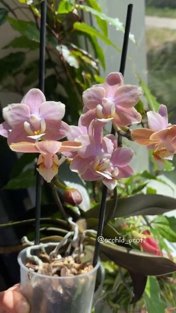 Парфюмерная фабрика Odorion. смотреть онлайн