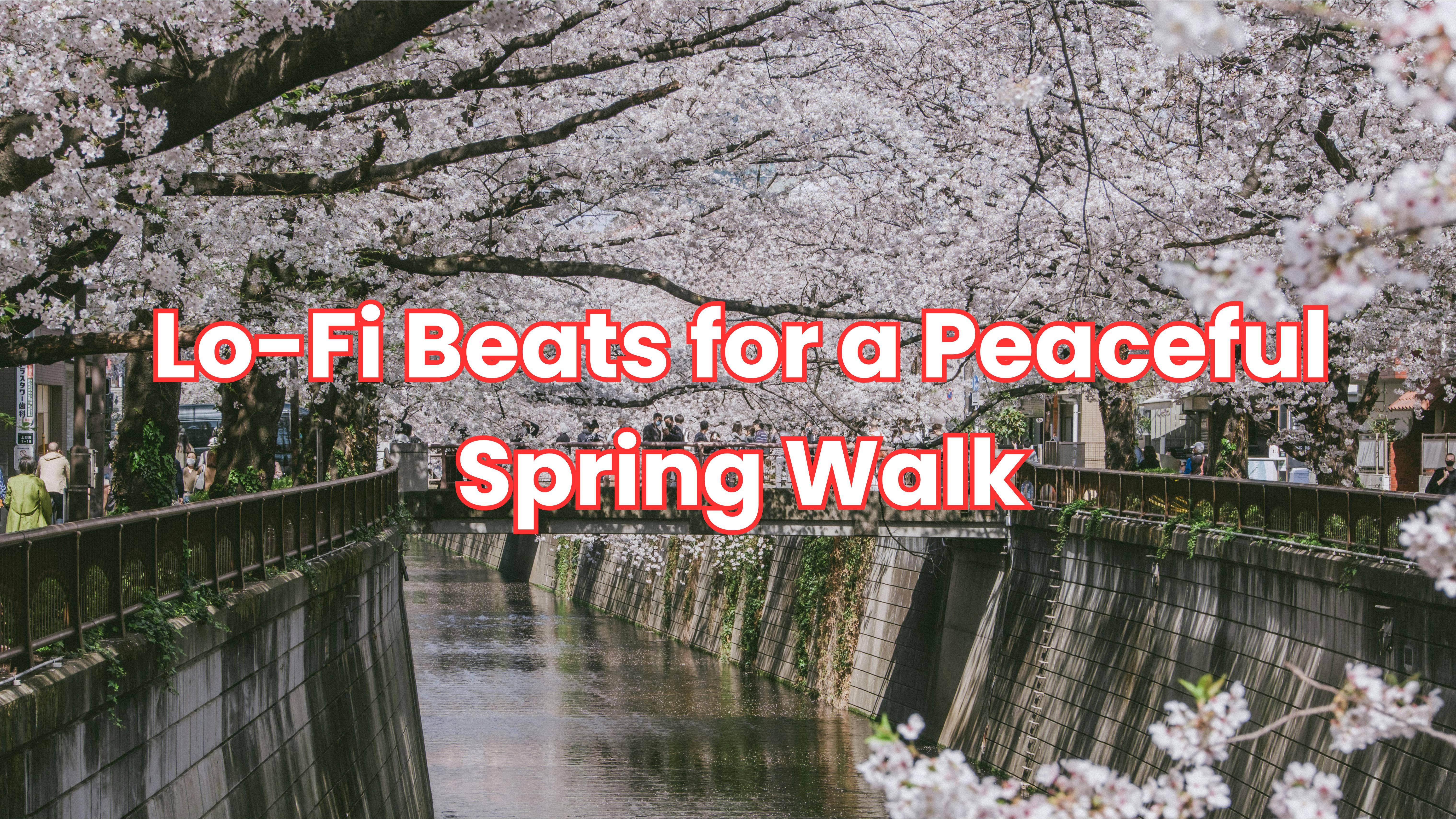Springtime Serenity: Lo-Fi Beats Under Cherry Blossoms