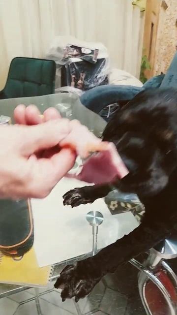 Собака ест Мясо #shorts #моясобака смотреть онлайн