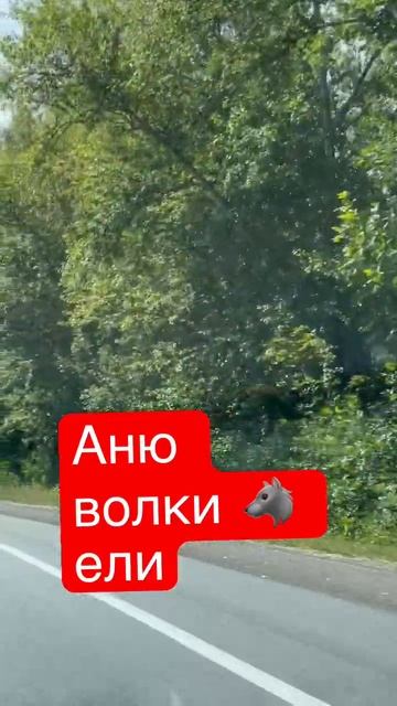 Аню волки ели смотреть онлайн