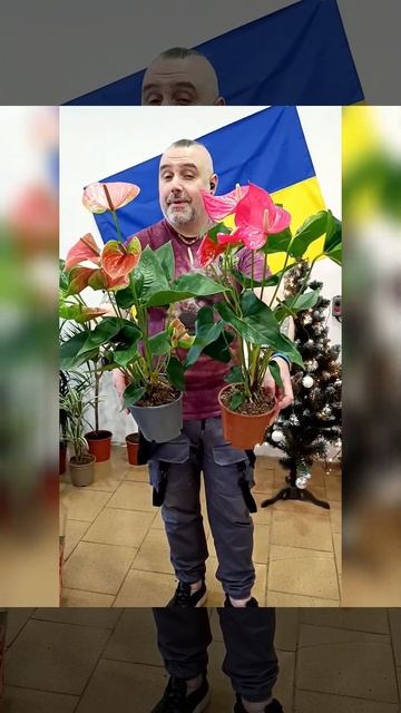 Антуриум Андрэ Тропик Микс! Цена 350 гривен! Бронь в вай? смотреть онлайн