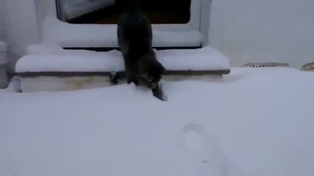 9 Наглые коты Прикольные, смешные, забавные коты, кошки и котята Lustig, lustig, lustige katzen смотреть онлайн