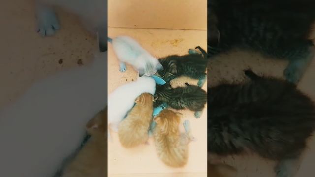 ВВЕЛА В РАЦИОН КОРМ ДЛЯ КОТЯТ, ВООБЩЕМ ЕДЯТ САМОСТОЯТЕ смотреть онлайн