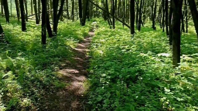 Липовые леса Сибири - от весны к лету. смотреть онлайн