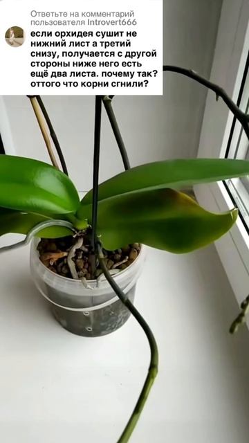 Гниет шея? #orchid #орхидеи #орхидеяцветет смотреть онлайн