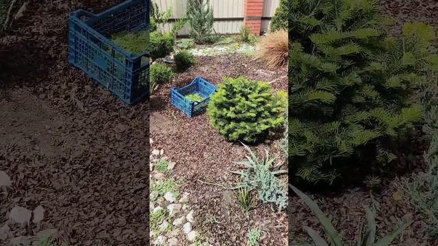 туя западная рейндголд и пихта Нормана