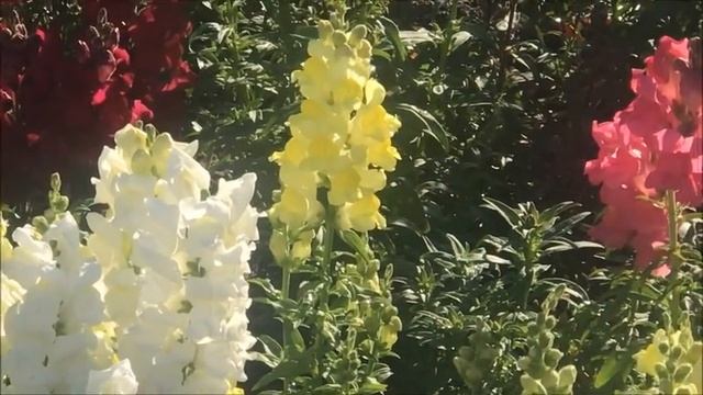 ароматы... смотреть онлайн