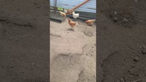 Каких кур несушек лучше держать на яйцо