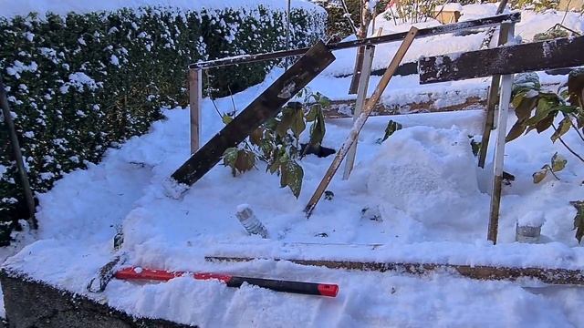 23.11.24. 1ч.Готовим укрытие Крупнолистной Гортензии Садо? смотреть онлайн