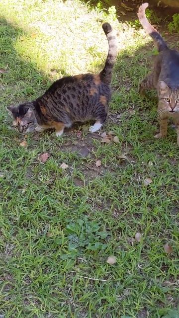 Кошки точат когти, Мяукают и кушают 😸 Nice cute cats Meow Eat 😻 смотреть онлайн