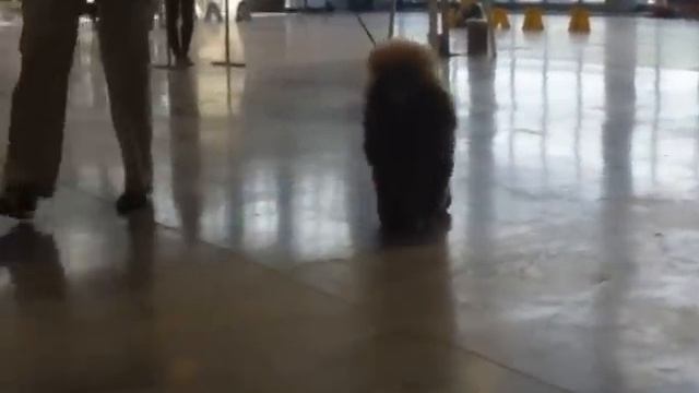 малый красный смотреть онлайн