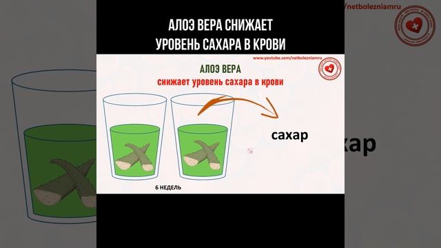 Алоэ Вера снижает уровень сахара в крови #алоэвера #ал? смотреть онлайн