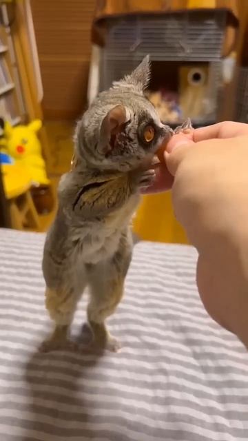 Необычные домашние животные 2 #shorts смотреть онлайн