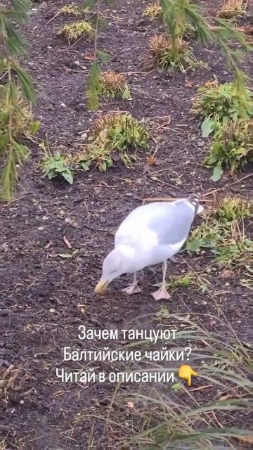 Имитируя шум капель дождя, чайки выманиваю червей нар? смотреть онлайн