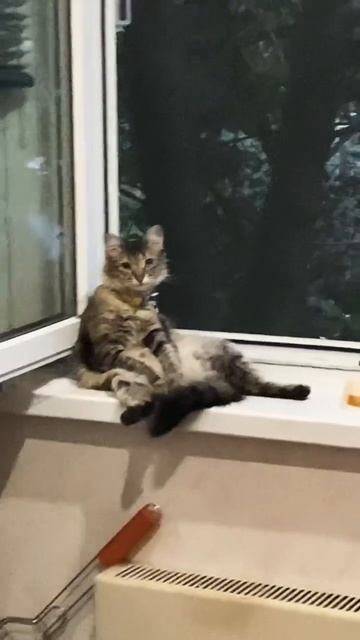 #красивый #кот #котики #божий #лайк #взаимнаяподписка #ra смотреть онлайн