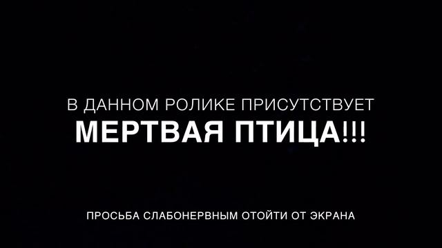 Лайк на голубя смотреть онлайн