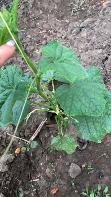 ГОВОРЯТ ЭТО ЖЕНСКИЕ ОГУРЧИКИ 👍#огурчики #вывидели #явшоке #прикольно #супер смотреть онлайн