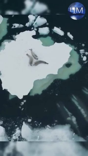 Коллективная жизнь касаток. Целый мир дикой природы. Ж смотреть онлайн