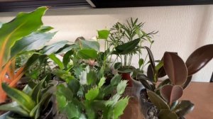 Про мое хобби продавать на Авито/расхламляюсь/Выращиваю цветы