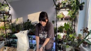 Пересадка СТРЕЛИЦИИ НИКОЛАЯ