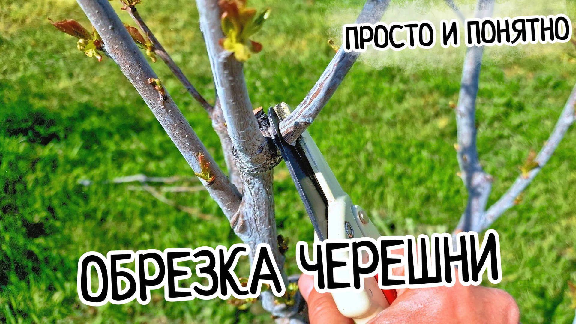 Обрезка черешни в первые года! ПРОСТО И ПОНЯТНО! Формирование кроны черешни по системе KGB. смотреть онлайн