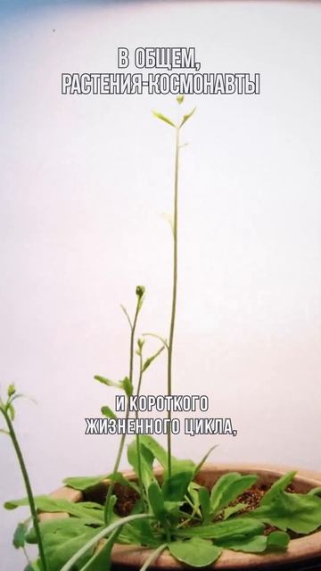 Какие растения цветут в космосе? смотреть онлайн