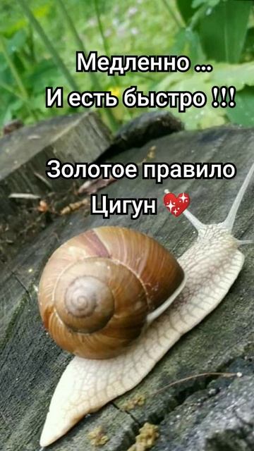 Медленно, ;) ...И есть быстро !!! Золотое правило Цигун 💖 смотреть онлайн