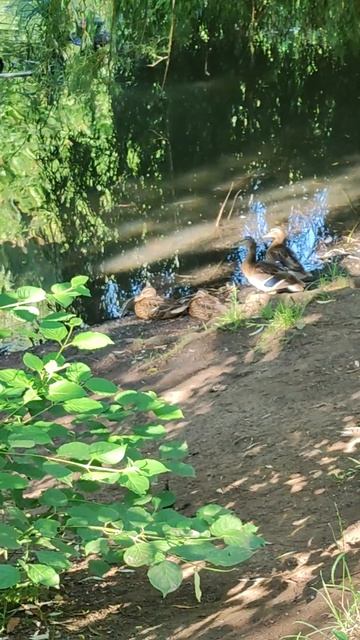 Астра, качки та спекотний день смотреть онлайн