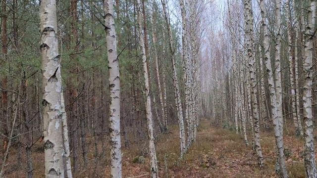 Березовая роща#лес#деревня смотреть онлайн