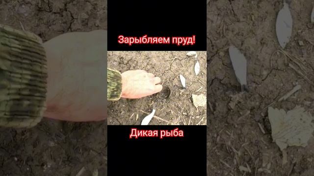 Поймали в ручье рыбу!#охота #рыбалка #shorts #охотанауток смотреть онлайн