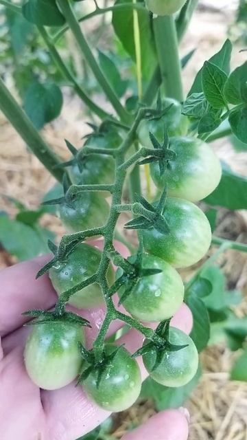 Самый сладкий черри в мире! Саммер Сан! смотреть онлайн