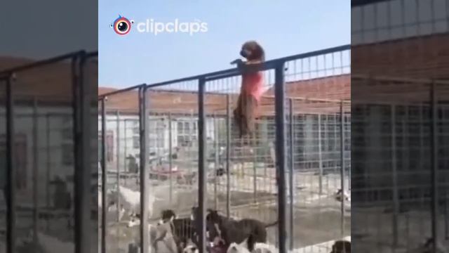 Смешные собаки и прикольные кошки! смотреть онлайн